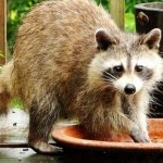 Photo: Gargled Raccoon