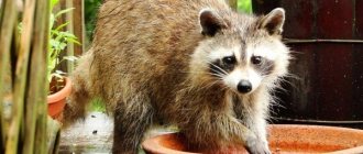 Photo: Gargled Raccoon