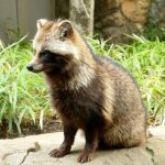 Photo: Raccoon dog