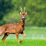 Photo: European roe deer