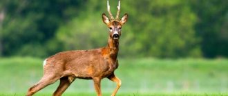 Photo: European roe deer