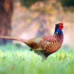 Photo: Pheasant in nature