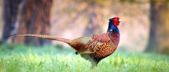 Photo: Pheasant in nature