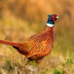 Photo: Pheasant