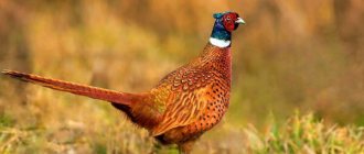 Photo: Pheasant