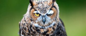 Photo: Owl