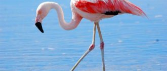 Photo: Flamingo