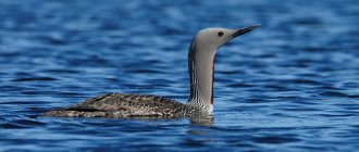 Photo: Loon