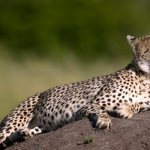 Photo: Cheetah