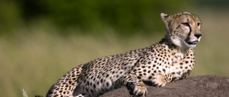 Photo: Cheetah