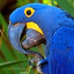 Photo: Hyacinth Macaw