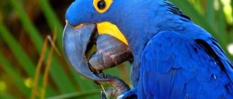 Photo: Hyacinth Macaw