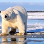 Photo: Giant polar bear