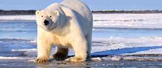 Photo: Giant polar bear