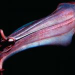 Photo: Giant squid