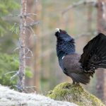 Photo: Capercaillie