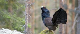 Photo: Capercaillie