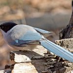 Photo: Blue Magpie