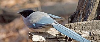 Photo: Blue Magpie