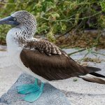 Photo: Blue-footed booby