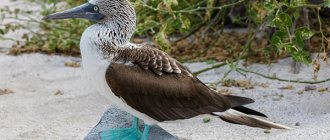 Photo: Blue-footed booby