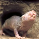 Photo: Naked mole rat