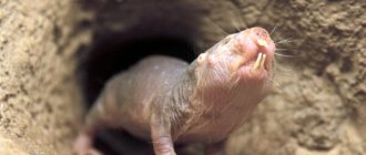 Photo: Naked mole rat