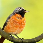 Photo: Redstart