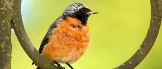 Photo: Redstart