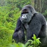 Photo: Gorilla