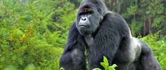 Photo: Gorilla