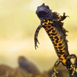 Photo: Crested newt