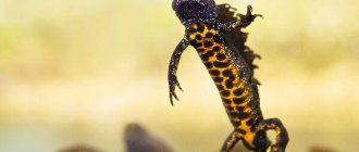 Photo: Crested newt