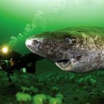 Photo: Greenland shark