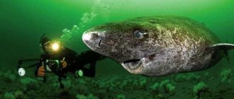 Photo: Greenland shark