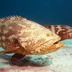 Photo: Grouper