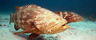 Photo: Grouper