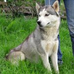 Photo of a wolf-colored husky