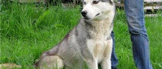 Photo of a wolf-colored husky