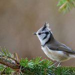 Photo: Tufted Titmouse