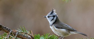 Photo: Tufted Titmouse