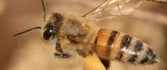 photo and description of bees