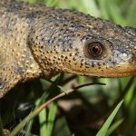 Photo: Spiny newt