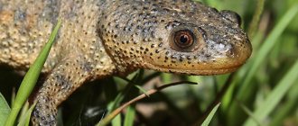 Photo: Spiny newt