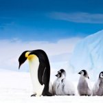 Photo: Emperor penguin