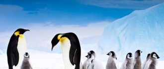 Photo: Emperor penguin