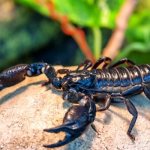 Photo: Imperial Scorpion