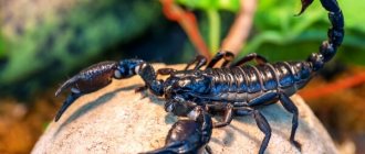 Photo: Imperial Scorpion