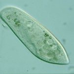 photo of ciliates shoes