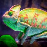 Photo: Yemen chameleon